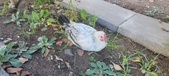 Enlarge photo 162