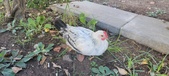Enlarge photo 163