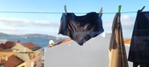 Enlarge photo 204