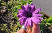 Enlarge photo 55
