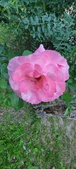Enlarge photo 195