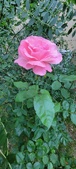 Enlarge photo 196