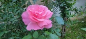 Enlarge photo 197