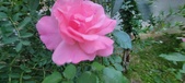 Enlarge photo 198