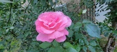 Enlarge photo 199