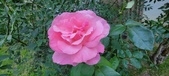 Enlarge photo 200