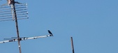 Enlarge photo 275