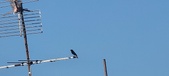 Enlarge photo 276