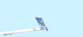 Enlarge photo 277