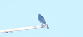 Enlarge photo 278