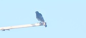 Enlarge photo 279