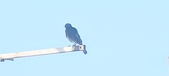 Enlarge photo 280