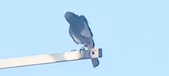 Enlarge photo 281
