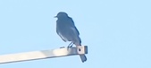 Enlarge photo 282