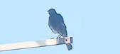 Enlarge photo 283