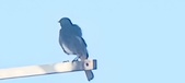 Enlarge photo 284