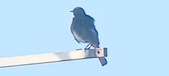 Enlarge photo 285