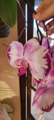 Enlarge photo 202