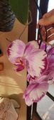 Enlarge photo 203