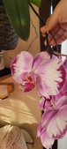 Enlarge photo 204