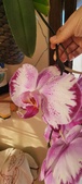 Enlarge photo 206