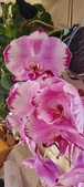 Enlarge photo 209