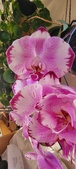 Enlarge photo 210