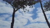 Enlarge MPEG4 5