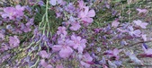 Enlarge photo 67