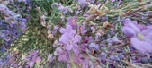 Enlarge photo 71