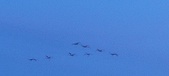Enlarge photo 199