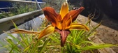 Enlarge photo 228