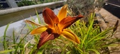 Enlarge photo 229
