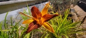 Enlarge photo 230