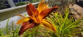 Enlarge photo 231