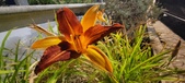 Enlarge photo 233