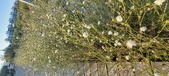 Enlarge photo 312