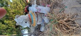 Enlarge photo 332