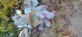 Enlarge photo 338