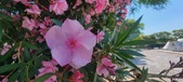 Enlarge photo 343