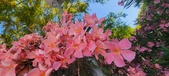 Enlarge photo 345