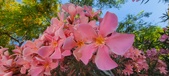 Enlarge photo 347