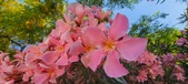 Enlarge photo 348