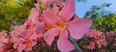 Enlarge photo 349