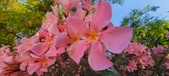 Enlarge photo 353