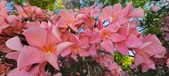 Enlarge photo 352