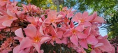 Enlarge photo 351