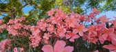 Enlarge photo 350