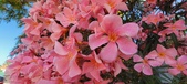 Enlarge photo 354