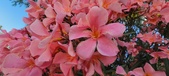 Enlarge photo 355